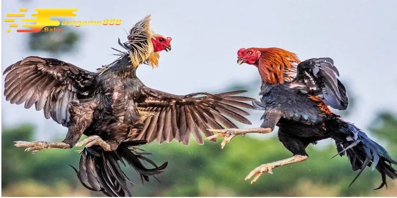 Lý do đá gà FASTGAME888 thu hút đông đảo người chơi